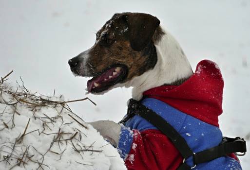 Snob Dog, vente d'accessoires pour chiens à Marseille